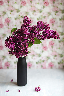 포토 JPG 해외이미지 디자인 기념일 꽃잎 꽃 분홍색 꽃다발 결혼 백그라운드 잎 꽃무늬 자연 유리 벽지 탁자 휴가 부활절 발렌타인데이 선물 사람없음 장식 정원 꽃병 보라색 봄 벚꽃 나뭇가지 시골 인사 신용카드 개화 5월 제비꽃 오브젝트 원예 유리그릇 라일락 내추럴 해외포토 나무 식물 그릇 계절 컬러 가구 무늬 데이이벤트 재질 이벤트 취미 금융 예절 날짜 생태계 파일형식 이미지허브