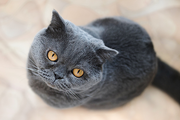 포토 JPG 해외이미지 동물 1 영어 응시 얼굴 생각 포유류 영국 잉글랜드 친절 주택 털 실내 표정 종류 사람없음 가로 반려동물 하이앵글 머리 고양이 회색 표현 작음 모피 집중 콧수염 만족 코 꼬리 귀 솜털 유래 인기 해외포토 문자 시선 감정 유럽 뷰포인트 컬러 컨셉 수염 내부 건물 신체부위 크기 파일형식 이미지허브