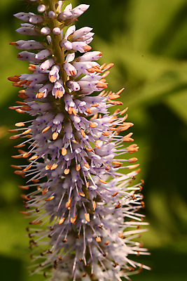 포토 JPG 해외이미지 식물 꽃잎 줄기 잎 자연 사람없음 종 양귀비 칼라꽃 그리너리 해외포토 꽃 생태계 파일형식 트랜드컬러 이미지허브