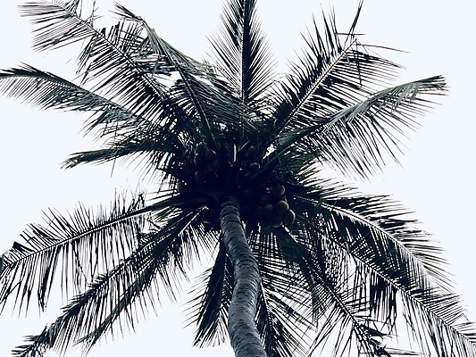 포토 JPG 해외이미지 나무 식물 실루엣 바다 섬 여행 잎 과일 자연 하늘 휴가 손바닥 풍경 사람없음 초록색 여름 파란색 야자수 태양 정원 맑음 어둠 봄 흰색 나뭇가지 저녁 숲 큼 코코넛 내추럴 고립 이국적 파라다이스 해외포토 자연요소 손 계절 컬러 날씨 촬영기법 야간 크기 생태계 파일형식 이미지허브