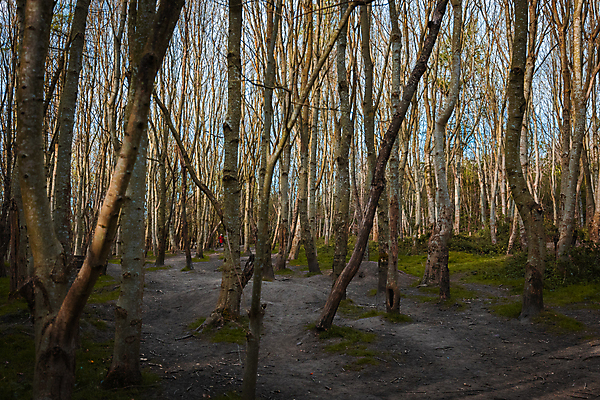 포토 JPG 해외이미지 주간 나무 영어 공원 유럽 길 야생동물 자연 조류 영국 사람없음 초록색 여름 햇빛 태양 갈색 걷기 환경 봄 하이킹 가을 나뭇가지 시골 보호 숲 큼 오솔길 요크셔테리어 버드나무 좁은 먼지 나무껍질 진흙 서식지 일반 내추럴 벌거벗은 삼림지대 얇은 전국 해외포토 자연요소 식물 동물 문자 계절 공공시설 나라 컬러 컨셉 모션 레저 껍질 크기 테리어 생태계 파일형식 이미지허브