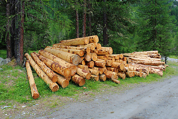 포토 JPG 해외이미지 나무 산업 백그라운드 자연 사람없음 목재 초록색 갈색 쌓기 환경 소나무 숲 장작 자르기 통나무 잡동사니 흙더미 벌목 수목 개조 해외포토 식물 컬러 재료 모션 흙 생태계 파일형식 더미 이미지허브