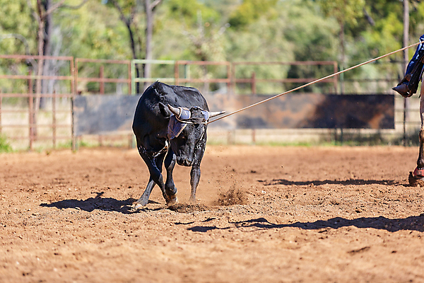 포토 JPG 해외이미지 동물 남자 밧줄 스포츠 포즈 모션 이벤트 사람없음 달리기 가축 경쟁 경기장 목장 운전 잡기 거친 소 승마 카우보이 호주 승차 위험 속도 황소 먼지 목 로데오 송아지 라이더 서쪽 해외포토 줄 새끼 컨셉 포유류 스포츠시설 사람 신체부위 오세아니아 방향 파일형식 이미지허브