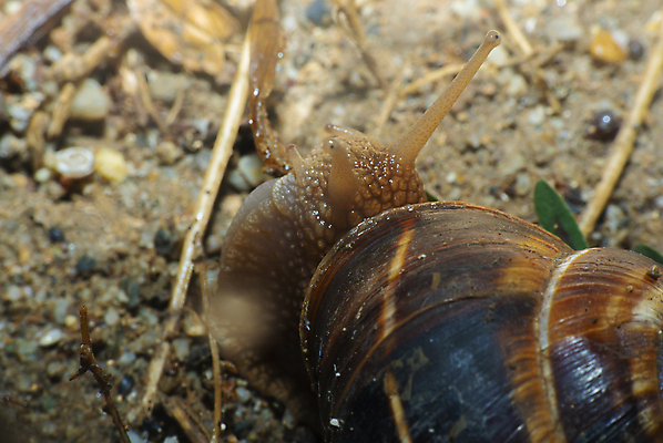 포토 JPG 해외이미지 주간 한마리 근접촬영 사람없음 야외 머리 땅 해외포토 자연요소 1 뷰포인트 신체부위 파일형식 이미지허브