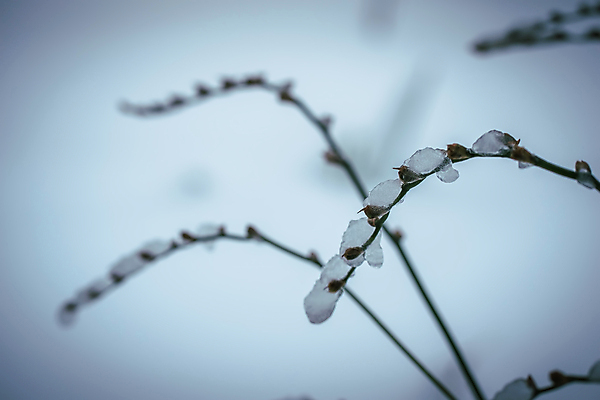 포토 JPG 해외이미지 식물 계절 백그라운드 겨울 자연 건조 사람없음 야외 얼음 추위 백발 흰색 나뭇가지 눈송이 12월 질감 서리 1월 내추럴 2월 시베리아 눈내림 해외포토 자연요소 나무 헤어스타일 컬러 눈_날씨 날짜 생태계 파일형식 이미지허브