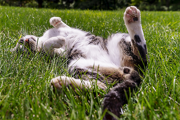 포토 JPG 해외이미지 동물 공원 행복 어린이 장난 포유류 자연 놀이 수염 털 건강 성인 사람없음 야외 반려동물 햇빛 귀여움 맑음 고양이 관찰 황무지 모피 호기심 얼룩무늬 솜털 수의사 내추럴 노숙자 기르기 혼자 화창 해외포토 공공시설 감정 컨셉 무늬 모션 날씨 사람 태양 의사 생태계 돌봄 파일형식 이미지허브