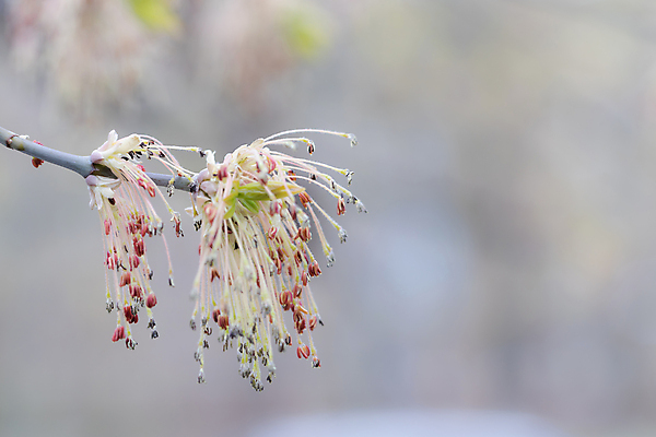포토 JPG 해외이미지 나무 식물 계절 꽃 유럽 지구 줄기 백그라운드 잎 패턴 농업 자연 새로움 사람없음 야외 초록색 빛 햇빛 농장 환경 정원 봄 하이킹 성장 나뭇가지 시골 신선 개화 닫기 숲 관목 유기농 생태계 원예 내추럴 광합성 생태학 카피스페이스 해외포토 웰빙 교육 나라 산업 컬러 컨셉 무늬 모션 레저 취미 태양 공백 파일형식 이미지허브