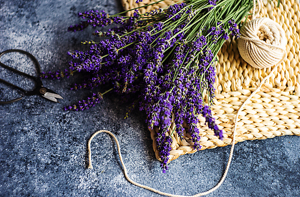 포토 JPG 해외이미지 꽃 실내 사람없음 노끈 라벤더 해외포토 식물 줄 내부 허브 파일형식 이미지허브