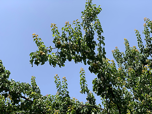 포토 JPG 해외이미지 나무 식물 계절 음식 백그라운드 잎 꽃무늬 농업 자연 하늘 사람없음 야외 초록색 파란색 컬러풀 햇빛 노란색 정원 맑음 봄 수확 성장 나뭇가지 시골 신선 달콤 유기농 복숭아 부드러움 내추럴 살구 천도복숭아 해외포토 웰빙 꽃 산업 컬러 무늬 과일 날씨 태양 감각 맛 생태계 파일형식 이미지허브