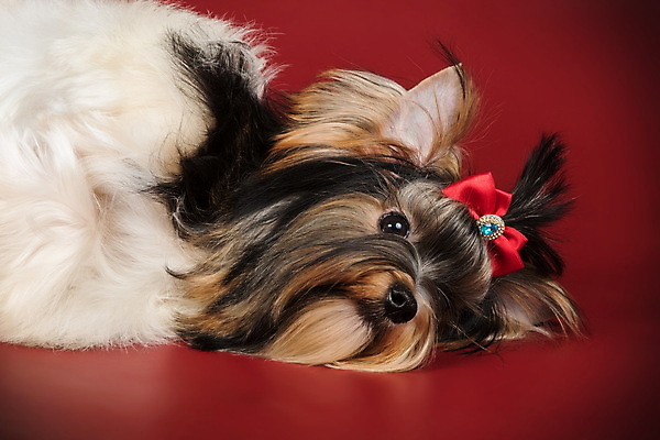 포토 JPG 해외이미지 동물 1 행복 새끼 백그라운드 새로움 털 사람없음 빨간색 반려동물 귀여움 검은색 거울 흰색 개 달콤 강아지 작음 요크셔테리어 테리어 활 솜털 송곳니 기르기 비버 삼색 해외포토 감정 컬러 컨셉 포유류 맛 치아 크기 돌봄 파일형식 이미지허브