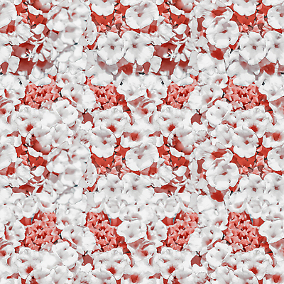 포토 JPG 해외이미지 디자인 꽃 백그라운드 꽃무늬 패턴 자연 결혼식 표면 미술 사람없음 장식 빨간색 유행 디지털 희망 거울 벚꽃 흰색 직물 화려 인쇄 배열 모자이크 모음 장례 조작 스타일 해외포토 식물 감정 컬러 결혼 컨셉 무늬 문화예술 생태계 파일형식 이미지허브