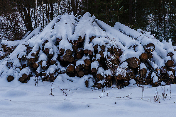 포토 JPG 해외이미지 나무 산업 겨울 비즈니스 자연 건조 사람없음 야외 목재 쌓기 에너지 흰색 시골 그룹 제조 주식 숲 장작 가난 자르기 준비 생태계 날것 통나무 나무껍질 연료 자작나무 자원 다리찢기 내추럴 벌목 수목 개조 해외포토 식물 계절 컬러 컨셉 재료 모션 금융 껍질 파일형식 이미지허브