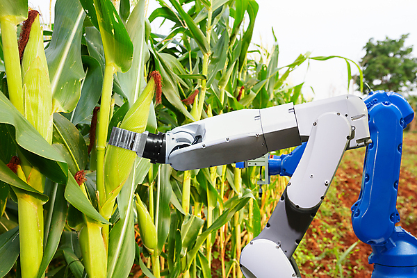 포토 JPG 해외이미지 식물 손 디자인 산업 컨셉 밭 농업 인터넷 자연 미래 노동자 기술 옥수수 사람없음 세로 초록색 컴퓨터 농장 디지털 기계 장비 수확 성장 달콤 농부 스마트 로봇 분석 유기농 혁명 밭일 온실 인공 자동 자동화 지능 탐지 AI_인공지능 해외포토 직업 웰빙 컬러 곡류 신체부위 전자제품 맛 생태계 파일형식 이미지허브