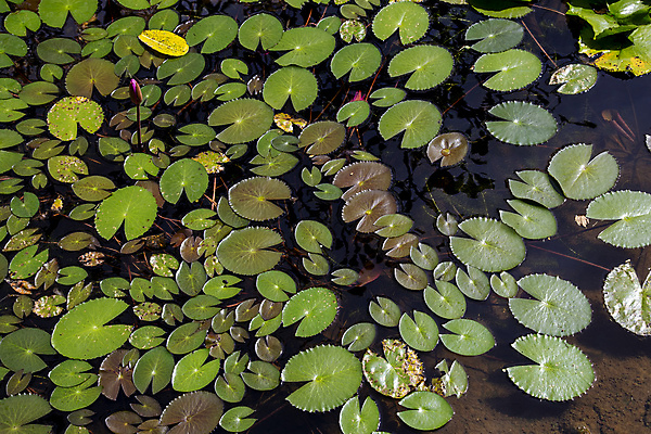 포토 JPG 해외이미지 식물 백그라운드 잎 자연 사람없음 초록색 물 정원 내추럴 해외포토 자연요소 컬러 생태계 파일형식 이미지허브