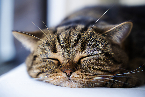 포토 JPG 해외이미지 동물 백인 배너 행복 어린이 백그라운드 텍스트 포유류 가족 휴가 사람 소년 사람없음 반려동물 갈색 우주 귀여움 흰색 침대 표현 아기 신생아 잠 개 달콤 강아지 작음 담요 송곳니 거짓말 고립 기르기 돌봄 카피스페이스 해외포토 서양인 남자 감정 컬러 가구 컨셉 관계 모션 공백 맛 치아 크기 파일형식 이미지허브