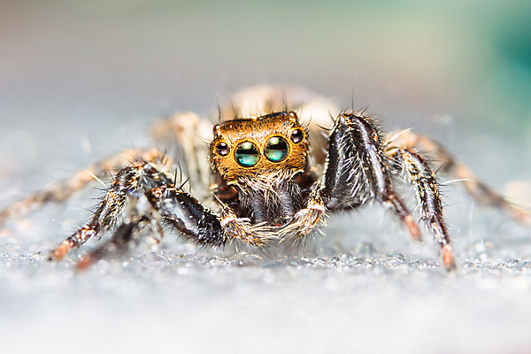포토 JPG 해외이미지 백그라운드 자연 사람없음 야외 점프 거미 해외포토 곤충 모션 생태계 파일형식 이미지허브
