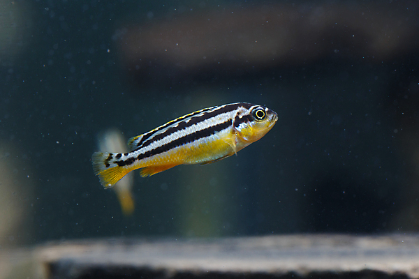 포토 JPG 해외이미지 동물 디자인 자연 어류 사람없음 빨간색 초록색 물 파란색 수영 줄무늬 흰색 바비큐 꼬리 지느러미 얼룩말 수족관 고립 민물 해외포토 자연요소 음식 컬러 무늬 수중동물 수상스포츠 말_동물 생태계 파일형식 이미지허브