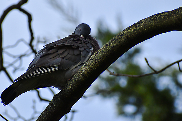 포토 JPG 해외이미지 나무 백그라운드 조류 사람없음 회색 흰색 나뭇가지 청소 깃털 오브젝트 비둘기 위생관리 해외포토 식물 동물 컬러 관리 파일형식 이미지허브