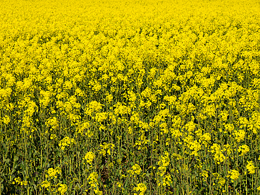 포토 JPG 해외이미지 식물 꽃 백그라운드 밭 농업 자연 씨앗 풍경 사람없음 야외 초록색 여름 파란색 농작물 농장 노란색 환경 봄 벚꽃 시골 유채 내추럴 밭일 해외포토 계절 산업 컬러 생태계 파일형식 이미지허브