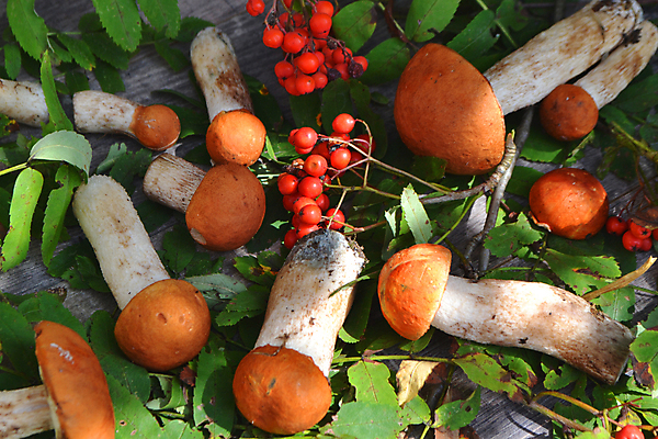 포토 JPG 해외이미지 나무 음식 백그라운드 오렌지 자연 탁자 건강 종류 요리 사람없음 목재 빨간색 초록색 여름 주방 어둠 버섯 수확 가을 시골 신선 유기농 날것 모음 곰팡이 그물버섯 삼림지대 생식 식용 채식주의자 비건 해외포토 식물 웰빙 계절 컬러 가구 농업 과일 재료 한글 숲 생태계 채식 파일형식 이미지허브