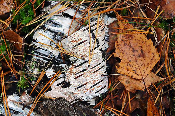 포토 JPG 해외이미지 나무 식물 디자인 계절 공원 종이 조각 여행 백그라운드 낙엽 잎 오렌지 자연 하늘 건조 풍경 사람없음 야외 목재 빨간색 초록색 컬러풀 노란색 환경 정원 가을 흰색 황금 떨어짐 숲 질감 나무껍질 자작나무 내추럴 땅바닥 삼림지대 옛날 해외포토 공공시설 컬러 컨셉 과일 재료 바닥 껍질 생태계 파일형식 이미지허브