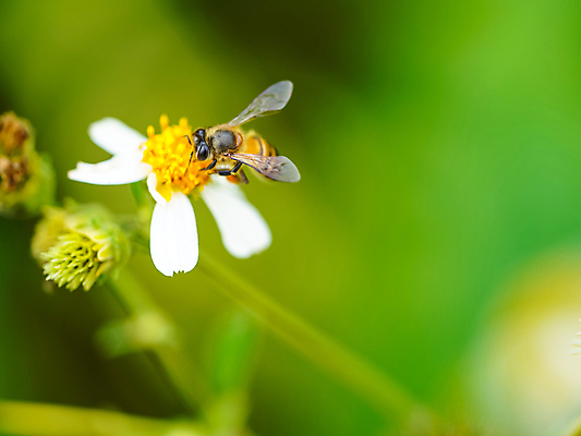 포토 JPG 해외이미지 식물 동물 계절 꽃잎 꽃 야생동물 곤충 백그라운드 컨셉 꽃무늬 밭 날개 자연 사람없음 야외 초록색 여름 컬러풀 노란색 우주 정원 봄 벚꽃 흰색 닫기 작음 벌 묘사 데이지 꽃가루 꿀 내추럴 해외포토 컬러 무늬 농업 모션 크기 가루 생태계 파일형식 이미지허브