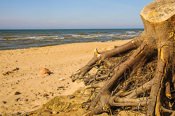 포토 JPG 해외이미지 나무 모래 파도 바다 여행 백그라운드 자연 하늘 휴가 풍경 사람없음 목재 물 여름 파란색 뿌리 동영상 내추럴 발트해 해외포토 자연요소 식물 계절 컬러 재료 북유럽 생태계 파일형식 이미지허브