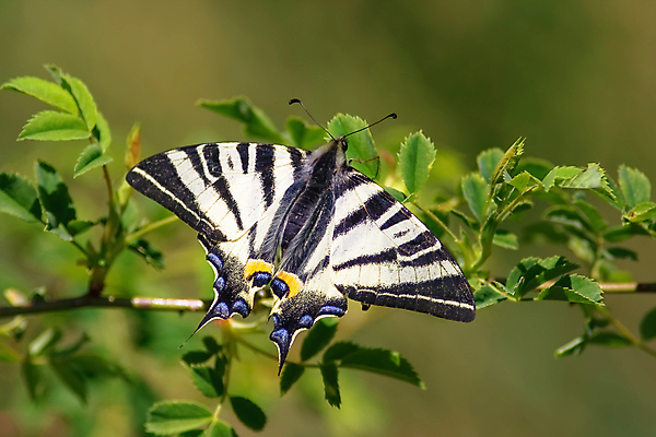 포토 JPG 해외이미지 동물 꽃 야생동물 나비 곤충 절지류 날개 자연 휴식 항해 종류 앉기 사람없음 장식 가로 초록색 여름 컬러풀 햇빛 태양 일출 봄 줄무늬 벚꽃 흰색 오픈 뜨거움 행운 생물학 긍정 얼룩말 멸종 생태학 디테일 해외포토 자연요소 식물 계절 교육 컬러 컨셉 무늬 배_교통 모션 노을 말_동물 생태계 파일형식 이미지허브