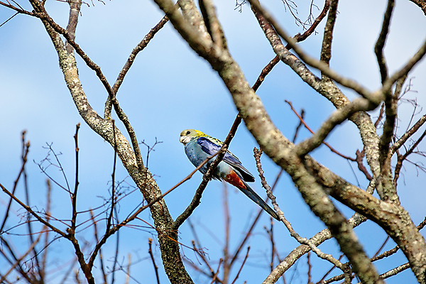 포토 JPG 해외이미지 나무 공원 야생동물 백그라운드 자연 표시 조류 종류 사람없음 야외 빨간색 파란색 노란색 머리 환경 어둠 흰색 나뭇가지 중앙 호주 열대우림 아래 깃털 꼬리 앵무새 시끄러움 서식지 창백 수유 해외포토 식물 동물 공공시설 컬러 신체부위 오세아니아 숲 방향 생태계 위치 파일형식 이미지허브