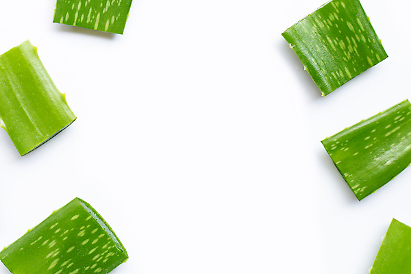 포토 JPG 해외이미지 스튜디오촬영 실내 사람없음 흰배경 알로에 해외포토 식물 백그라운드 내부 흰색 파일형식 이미지허브