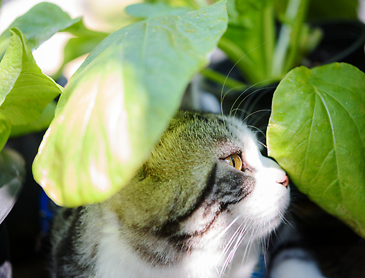 포토 JPG 해외이미지 동물 1 응시 얼굴 백그라운드 오렌지 포유류 수염 털 사람없음 초록색 반려동물 노란색 머리 검은색 고양이 흰색 관찰 닫기 큼 모피 묘사 코 육식동물 얼룩무늬 생강 주목 해외포토 시선 컬러 무늬 채소 과일 모션 신체부위 크기 파일형식이미지허브 