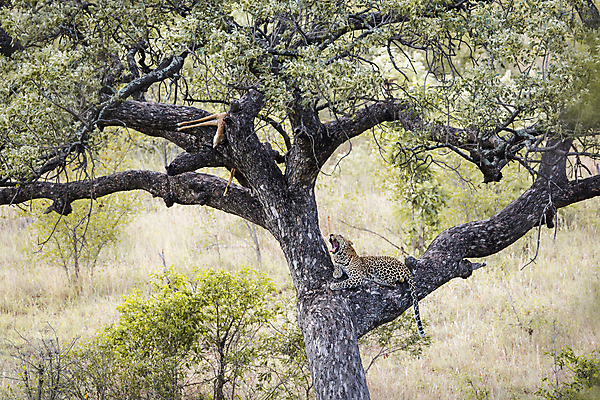 포토 JPG 해외이미지 나무 동물 야생동물 포유류 아프리카 자연 휴식 국립공원 사람없음 가로 눕기 고양이 황무지 보호 먹이 사파리 영양 육식동물 서식지 표범 남아프리카 보츠와나 보호구역 해외포토 멸종위기종 식물 공원 나라 컨셉 모션 반려동물 생태계 구역 파일형식 이미지허브