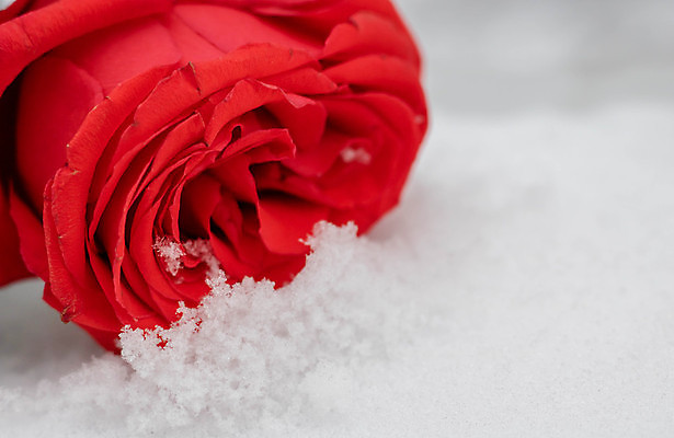 포토 JPG 해외이미지 디자인 꽃 백그라운드 컨셉 사람없음 장미 해외포토 식물 파일형식 이미지허브