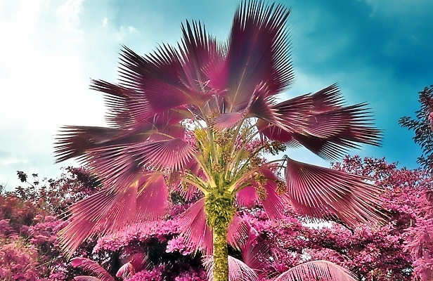 포토 JPG 해외이미지 구름 분홍색 하늘 사람없음 야외 야자수 세이셸 야자수잎 해외포토 자연요소 나무 컬러 잎 아프리카 파일형식 이미지허브