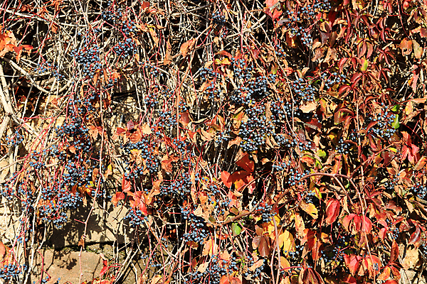 포토 JPG 해외이미지 나무 식물 공원 벽 백그라운드 잎 꽃무늬 자연 포도 건조 사람없음 갈색 성장 죽음 떨어짐 질감 시들음 이국적 해외포토 공공시설 꽃 컬러 컨셉 무늬 과일 생태계 파일형식 이미지허브