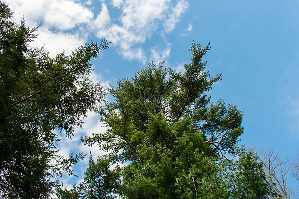 포토 JPG 해외이미지 구름 꽃 잎 자연 하늘 불꽃 왕관 프레임 사람없음 야외 아웃포커스 가로 초록색 파란색 빛 컬러풀 햇빛 태양 우주 봄 활발 성장 흰색 나뭇가지 신선 질감 장면 부드러움 방법 삼림지대 카피스페이스 해외포토 자연요소 나무 식물 계절 컬러 컨셉 불 촬영기법 공백 감각 숲 생태계 파일형식 이미지허브