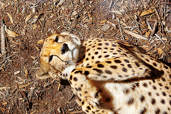 포토 JPG 해외이미지 동물 응시 야생동물 오렌지 포유류 아프리카 자연 종류 사람없음 갈색 노란색 머리 검은색 고양이 게임 흰색 황무지 보호 위험 큼 먹이 사파리 속도 꼬리 사냥 육식동물 사냥꾼 멸종 치타 남아프리카 사바나 숨기 탄자니아 해외포토 직업 시선 나라 컬러 컨셉 과일 모션 놀이 신체부위 반려동물 크기 생태계 파일형식 이미지허브