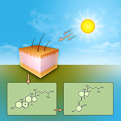 포토 JPG 해외이미지 교육 과학 신체 일러스트 해부 건강 식이요법 사람없음 야외 햇빛 태양 약 에너지 광선 조직 신장 약국 피부 생물학 간 D 보충 돌봄 자외선 칼슘 화학물질 해외일러스트 자연요소 알파벳 의학 모션 신체부위 장기_의학 화학 비뇨기관 파일형식 이미지허브