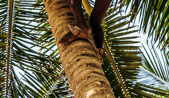 포토 JPG 해외이미지 나무 식물 실루엣 음료 섬 잎 과일 자연 손바닥 그림자 풍경 사람없음 야외 목재 초록색 야자수 농장 정원 견과류 수확 성장 나뭇가지 숲 왕 다발 유기농 코코넛 내추럴 스리랑카 이국적 파라다이스 해외포토 손 웰빙 아시아 컬러 농업 재료 촬영기법 생태계 파일형식 이미지허브