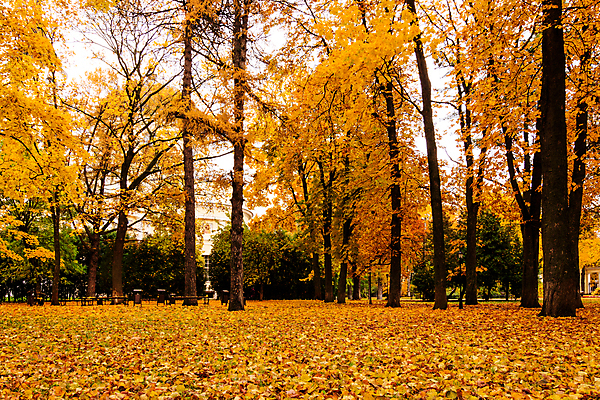포토 JPG 해외이미지 주간 공원 단풍 낙엽 단풍나무 풍경 사람없음 야외 주황색 가을 해외포토 자연요소 나무 계절 공공시설 컬러 잎 파일형식 이미지허브