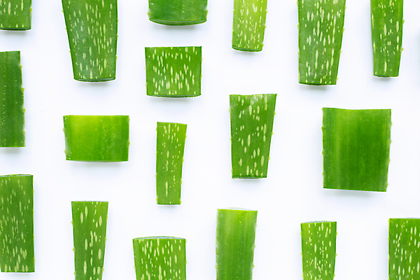 포토 JPG 해외이미지 스튜디오촬영 실내 사람없음 흰배경 알로에 해외포토 식물 백그라운드 내부 흰색 파일형식 이미지허브