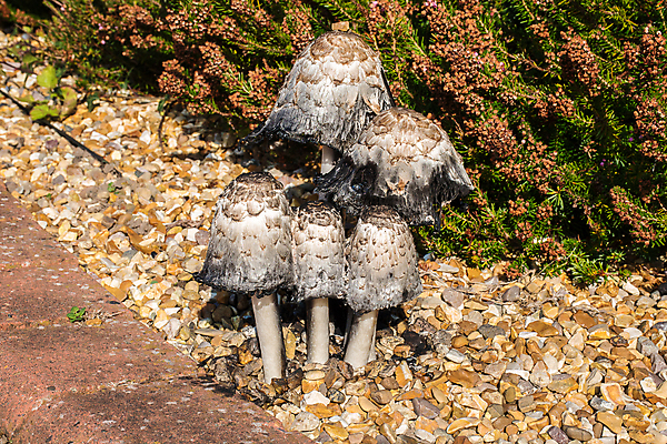 포토 JPG 해외이미지 음식 백그라운드 자연 잉크 사람없음 컬러풀 갈색 맑음 버섯 가을 흰색 신선 숲 가발 변호사 곰팡이 땅바닥 식용 캡모자 해외포토 직업 모자_잡화 계절 컬러 날씨 바닥 생태계 파일형식 이미지허브