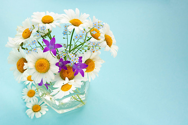 포토 JPG 해외이미지 꽃다발 백그라운드 유리 사람없음 파란색 항아리 블루벨 캐모마일 해외포토 꽃 컬러 재질 도자기 허브 파일형식 이미지허브