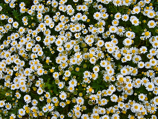 포토 JPG 해외이미지 꽃 자연 영국 웨일즈 국화 사람없음 노란색 정원 흰색 데이지 해외포토 식물 유럽 컬러 생태계 파일형식 이미지허브