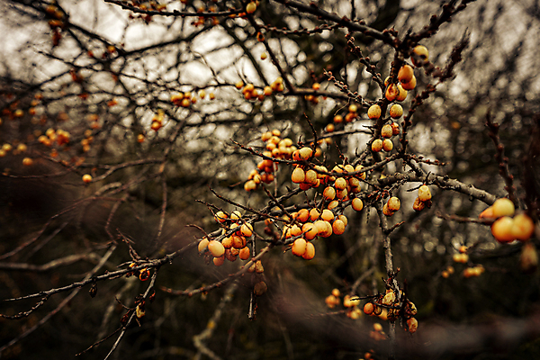 포토 JPG 해외이미지 나무 겨울 사람없음 가을 해외포토 식물 계절 파일형식 이미지허브