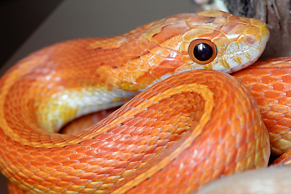 포토 JPG 해외이미지 동물 응시 얼굴 패턴 신체 의자 오렌지 파충류 자연 프레임 따뜻함 저울 옥수수 앉기 사람없음 빨간색 울타리 반려동물 노란색 머리 나뭇가지 입 뱀 우아함 매끈함 가득함 피부 통나무 팩 목 서식지 다리찢기 감싸기 복잡 얇은 해외포토 나무 시선 컬러 가구 컨셉 무늬 과일 모션 곡류 신체부위 담장 화장품 감각 생태계 파일형식 이미지허브