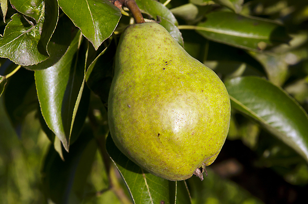 포토 JPG 해외이미지 나무 계절 음식 백그라운드 잎 다이어트 과일 자연 디저트 매달리기 건강 사람없음 야외 초록색 농장 수확 흰색 나뭇가지 신선 달콤 맛 먹기 싱글 유기농 날것 내추럴 숙성 채식주의자 비건 해외포토 식물 웰빙 컬러 컨셉 농업 모션 생태계 채식 파일형식 이미지허브