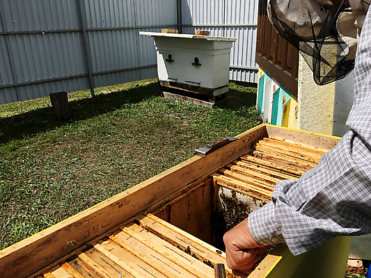 포토 JPG 해외이미지 직업 라이프스타일 손 옷 남자 곤충 자연 노동자 주택 프레임 가면 사람 정장 사람없음 목재 상자 농장 시골 잡기 머리빗 업무 보호 꿀벌 농부 벌 바쁨 꽃가루 육각형 꿀 벌집 내추럴 밀랍 밭일 보유 양봉 양봉장 왁스 해외포토 도형 나무 동물 컨셉 농업 재료 모션 건물 생활 신체부위 미용용품 작업 벌_곤충 가루 생태계 파일형식 이미지허브