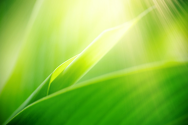 포토 JPG 해외이미지 식물 백그라운드 잎 자연 벽지 사람없음 초록색 여름 햇빛 생태학 카피스페이스 그리너리 해외포토 계절 교육 컬러 태양 공백 생태계 파일형식 트랜드컬러 이미지허브