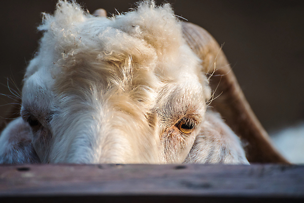 포토 JPG 해외이미지 동물 응시 어린이 백그라운드 농업 포유류 자연 염소 서기 사람없음 초록색 농장 가축 흰색 시골 아기 소 고립 밭일 해외포토 시선 산업 컬러 모션 사람 생태계 파일형식 이미지허브